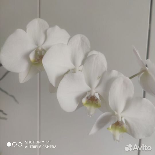 Комнатные растения цветы