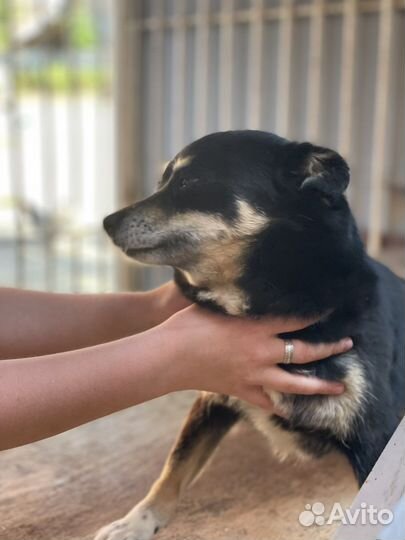 Собака 6 лет