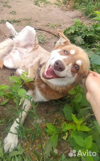 Собака-улыбака в добрые руки