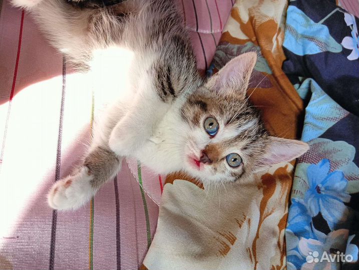 Котенок девочка трехцветная