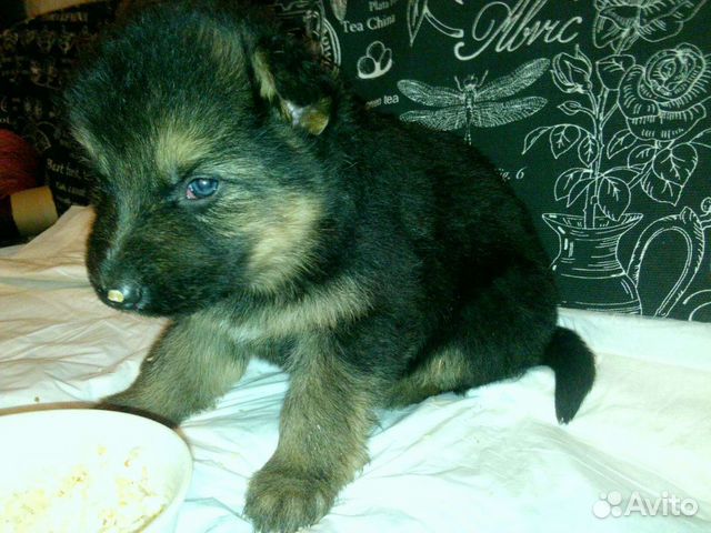 Авито гв. Б/у. Партизанская. Авито гв. Метис немецкой овчарки в добрые руки спб.