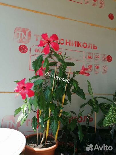 Комнатные растения