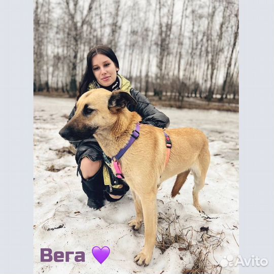 Собака в добрые руки