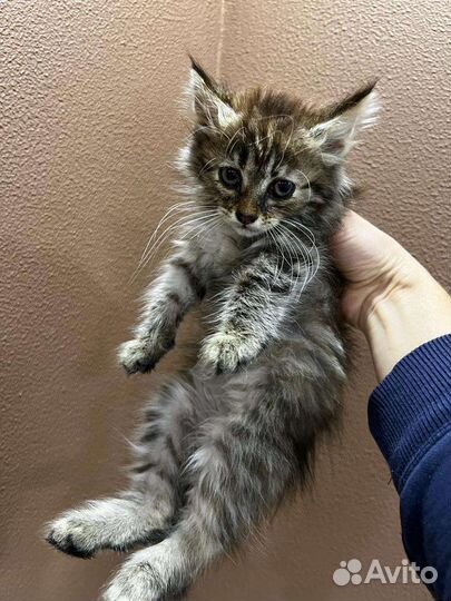 Котёнок девочка грустит