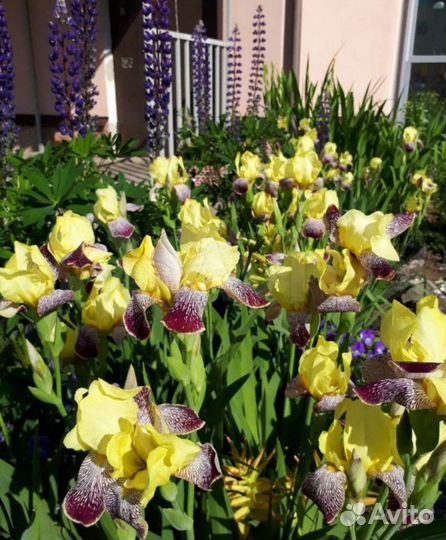 Ирис (3 сорта)