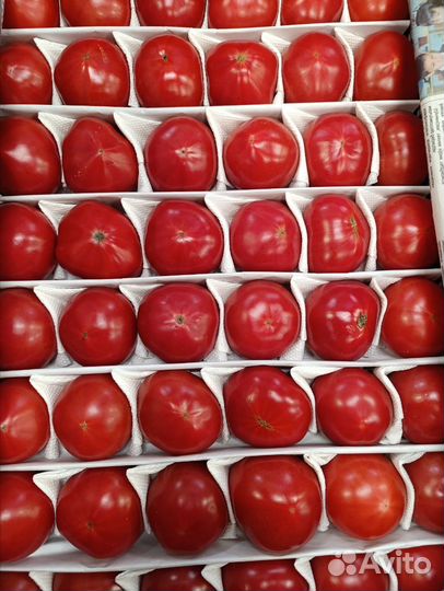 Помидоры