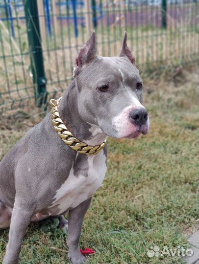 Собака на фотосессию