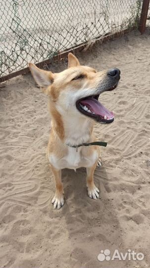 Собака (Помесь лайки)