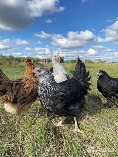 Куры Доминант