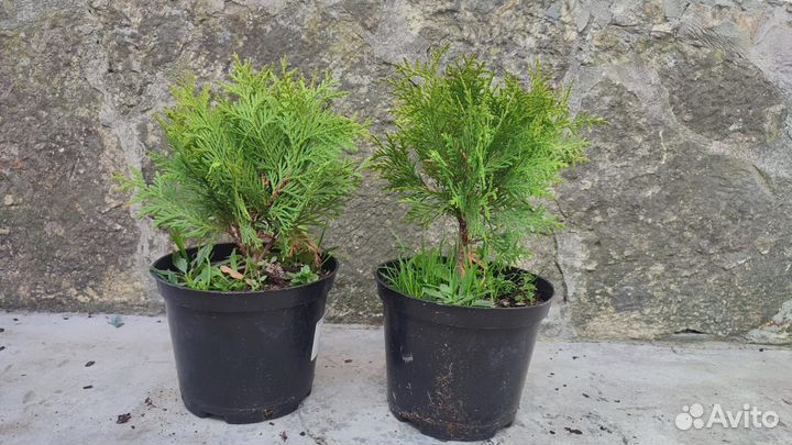 Хвойные растения