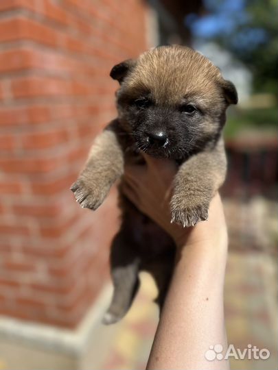 Щенки акита ину