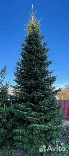 Пихта Кавказская