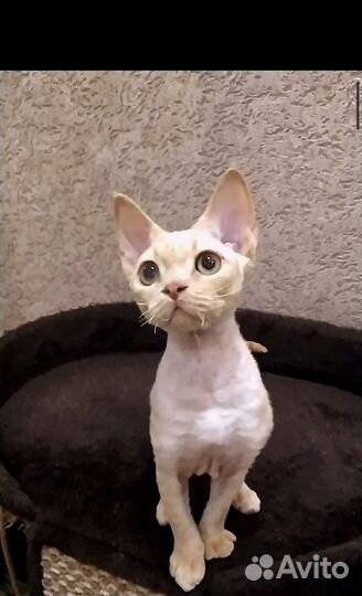 Котята девон-рекс котики и дев
