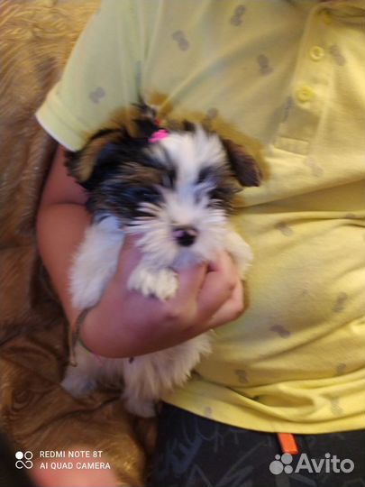 Щенки бивер йорка