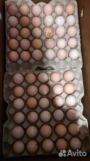 Инкубационное яйцо бройлера росс 308