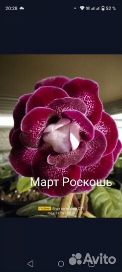 Глоксиния махровая детки