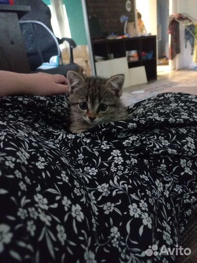 Котёнок девочка