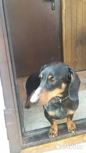 Такса ищет девочку