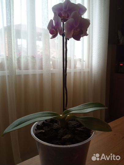 Орхидея фаленопсис Буэнос-Айрес
