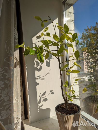 Дерево: апельсин, мандарин, лимон, гранат