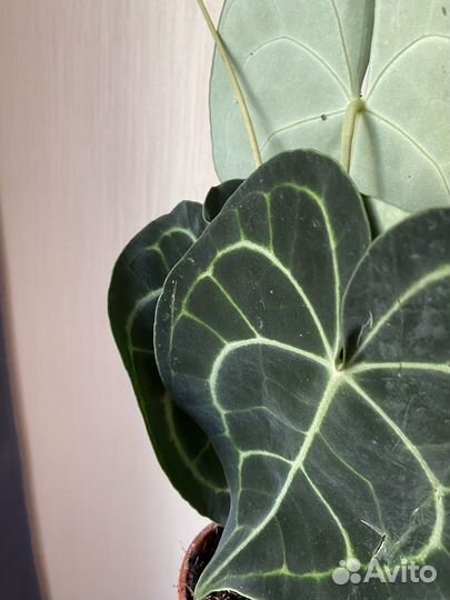 Антуриум кларинервиум