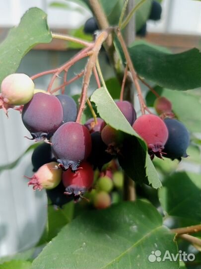 Ирга сорта Звёздная ночь,Смоуки,Мендан,Слейт.Йошта