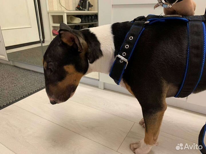 Шлейка для средней собаки