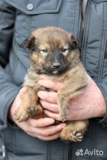 Щенок беспостно