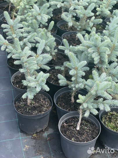 Ель голубая / колючаю Глаука «Супер Блю Сидлинг