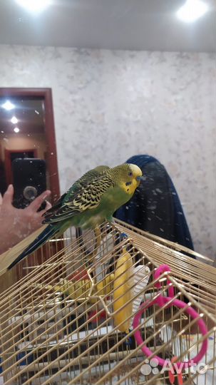 Волнистый попугай с клеткой
