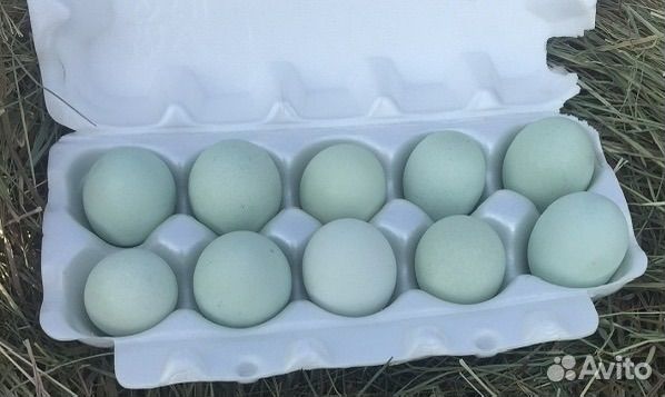 Инкубационные яйца Ухейилюй