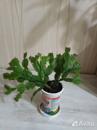 Декабрист шлюмбергера сортовые