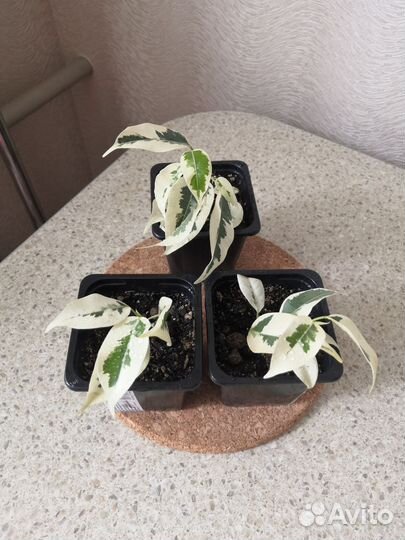 Фикусы, хлорофитумы, аглаонемы