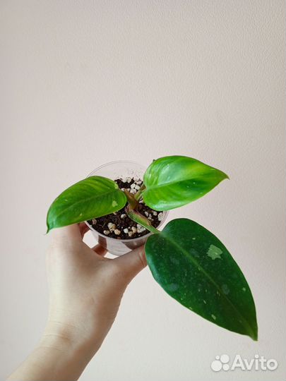 Филодендрон вайт wizard