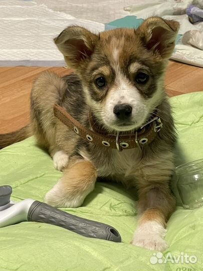 Щенок девочка