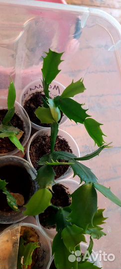 Шлюмбергера декабрист