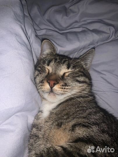 Кошка в дар