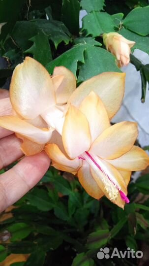 Шлюмбергера