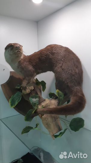 Чучело выдры