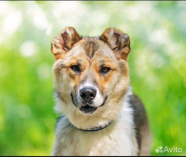 Добрая Собака Метис Алабая любит детей