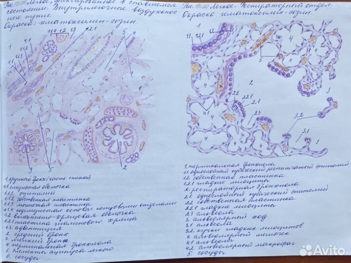 Напишу конспекты, рефераты, контрольные, рисунки