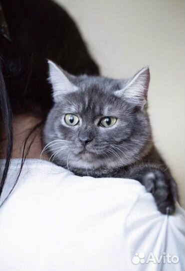 Котик из приюта