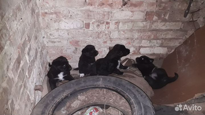 Щенки