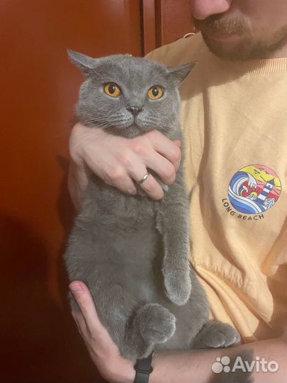 Британская кошка