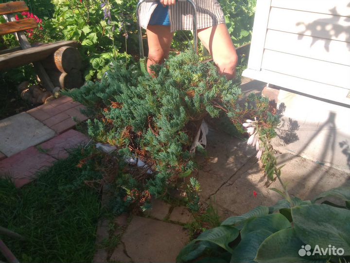 Горизонтальный можжевельник