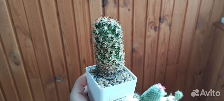 Кактус Coryphantha Erecta