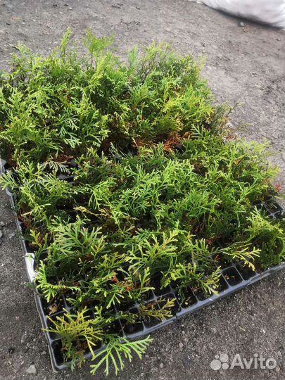 Туя смарагд