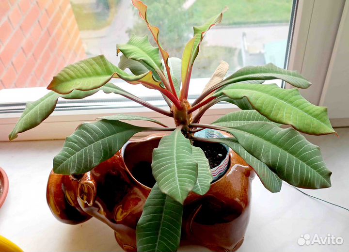 Молочай беложильчатый эуфорбия