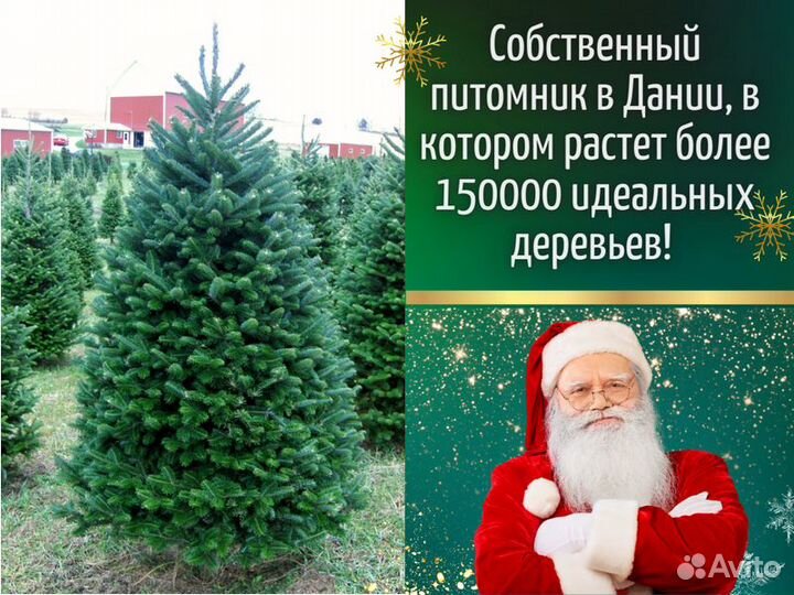 Живые елки оптом Пихта Фразера от производителя