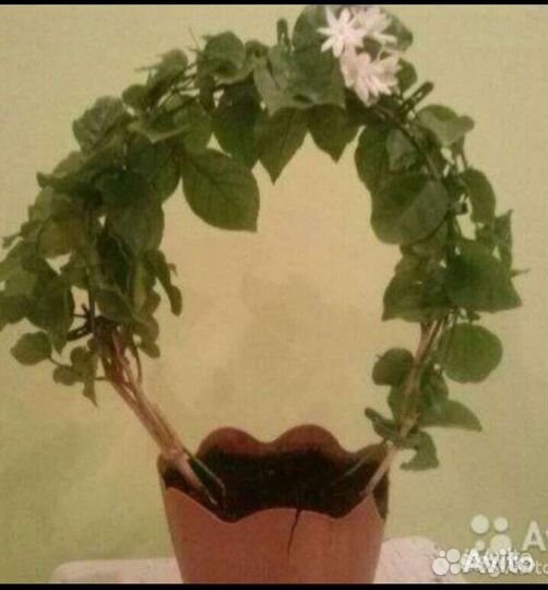 Жасмин Самбак